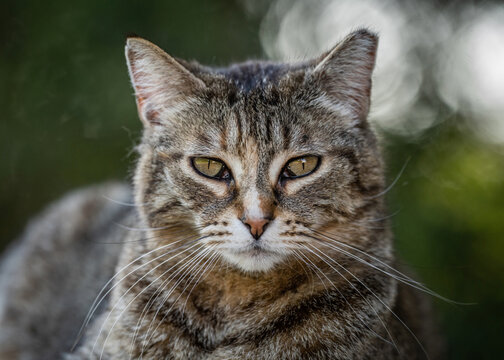 Here are my best cat photos taken over the last couple of years with different lenses such as the Sony 135mm F/1.8 and the Sony 70-200mm F/2.8