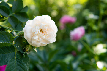 spray white rose and gardener's hand