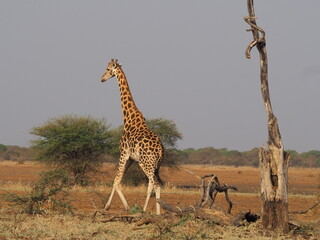 Une girafe dans la savane en Afrique
