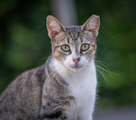 Here are my best cat photos taken over the last couple of years with different lenses such as the Sony 135mm F/1.8 and the Sony 70-200mm F/2.8