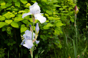 gladiolus flowers in summer on a flowerbed
