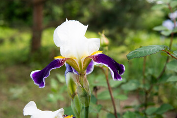gladiolus flowers in summer on a flowerbed