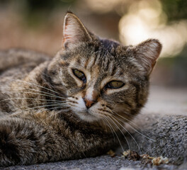 Here are my best cat photos taken over the last couple of years with different lenses such as the Sony 135mm F/1.8 and the Sony 70-200mm F/2.8