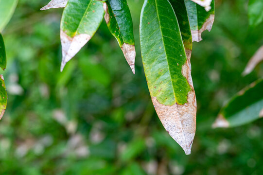 Burning leaf disease in durian tree in the garden, problem of agriculture in Thailand