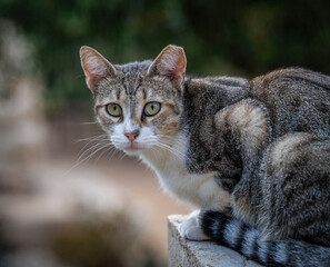 Fototapeta premium Here are my best cat photos taken over the last couple of years with different lenses such as the Sony 135mm F/1.8 and the Sony 70-200mm F/2.8