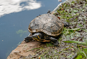 yellow bellied turtle