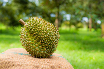 Beautiful durian on sack in the garden was blurred background, king of fruit in Thailand product quality for export in summer season with copy space