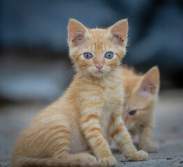 Here are my best cat photos taken over the last couple of years with different lenses such as the...