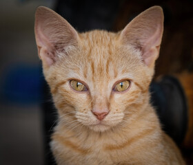 Obraz premium Here are my best cat photos taken over the last couple of years with different lenses such as the Sony 135mm F/1.8 and the Sony 70-200mm F/2.8