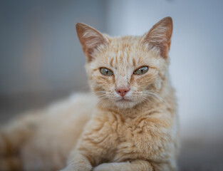 Here are my best cat photos taken over the last couple of years with different lenses such as the Sony 135mm F/1.8 and the Sony 70-200mm F/2.8