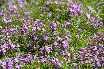 Obraz premium lilac native flowers