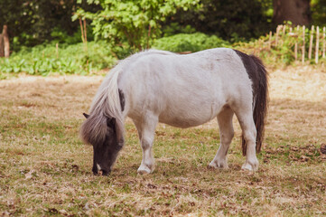 Obraz premium white pony horse drinks water from a trough