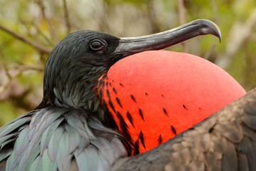 Close up portrait of a male Frigatebird with his red chest expanded