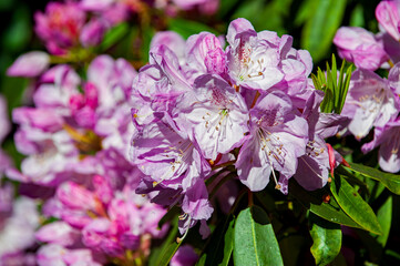 Rhododendron tree. Spring time