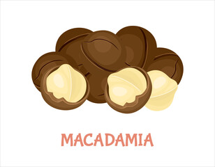 Pile of macadamia. Peeled nuts and seeds isolated on white. Vector illustration of healthy food in cartoon flat style.