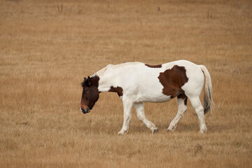 Painted horse on a plain of dry grass
