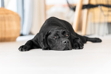 Young black labrador on white floor of mediterranean villa full of light and air