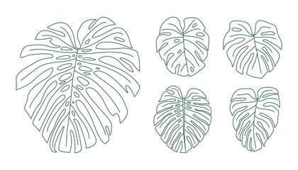 Set of outline monstera leaves. © subkontr