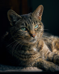 Naklejka na ściany i meble Side light portrait of a male tabby cat, sitting in window light and making eye contact.