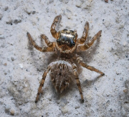 Here are quite a few examples of the photos i have taken of insects and amphibians while trying out macro photograph. 