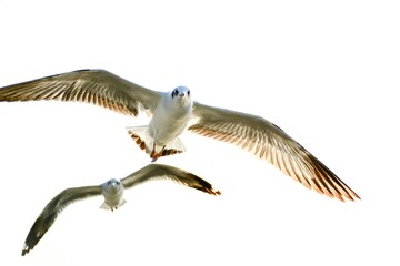 seagull in flight