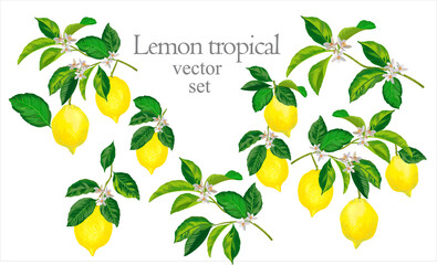 Set of vector illustration with lemons. Tropic yellow lemon collection on a white background.
