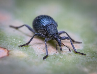 Here are quite a few examples of the photos i have taken of insects and amphibians while trying out macro photograph. 