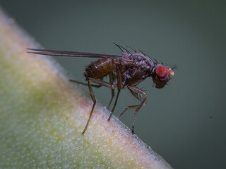 Here are quite a few examples of the photos i have taken of insects and amphibians while trying out macro photograph. 