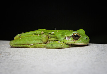 Here are quite a few examples of the photos i have taken of insects and amphibians while trying out macro photograph. 