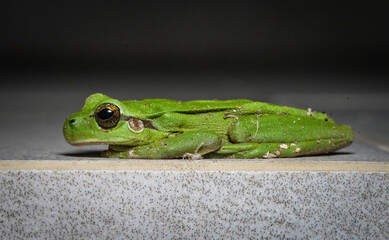 Here are quite a few examples of the photos i have taken of insects and amphibians while trying out macro photograph. 