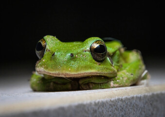 Here are quite a few examples of the photos i have taken of insects and amphibians while trying out macro photograph. 
