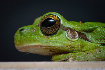 Here are quite a few examples of the photos i have taken of insects and amphibians while trying out macro photograph. 