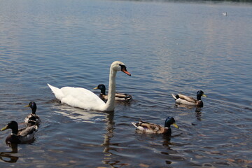 swans on the lake