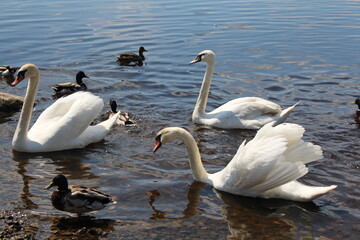 swans on the river