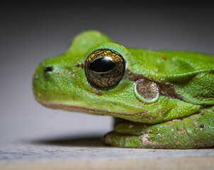 Here are quite a few examples of the photos i have taken of insects and amphibians while trying out macro photograph. 