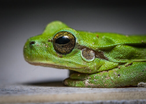 Here Are Quite A Few Examples Of The Photos I Have Taken Of Insects And Amphibians While Trying Out Macro Photograph. 