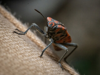 Here are quite a few examples of the photos i have taken of insects and amphibians while trying out macro photograph. 