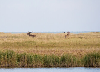 Der Rothirsch (Cervus elaphus), jägersprachlich Rotwild und seltener auch Edelhirsch genannt © Zakaria Laperashvili