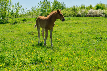 Close-up foal grazing in the meadow. Summer weather and a field with an animal. Photo for illustration
