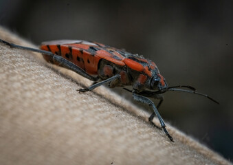 Here are quite a few examples of the photos i have taken of insects and amphibians while trying out...
