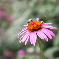 Bee sitting on top of purple flower against garden background