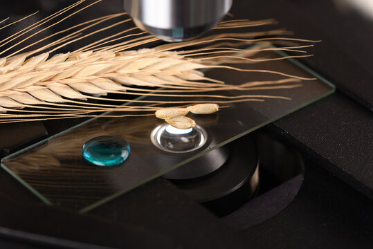 Wheat grain on the  microscope slide under a microscope.