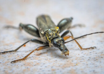Over the last few months I have been trying out macro photography in which my lens has to be no...