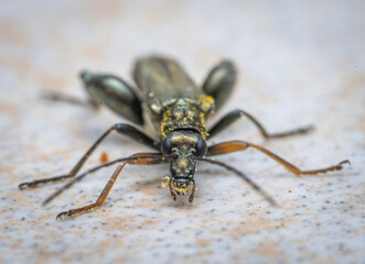 Over the last few months I have been trying out macro photography in which my lens has to be no further than 10 cm away from my subject.