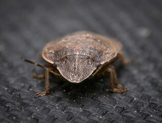 Over the last few months I have been trying out macro photography in which my lens has to be no further than 10 cm away from my subject.