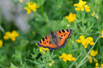 Small tortoiseshell (Aglais urticae) butterfly on yellow birds-foot trefoil (Lotus corniculatus)