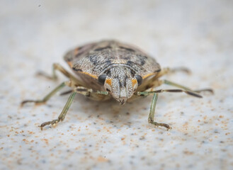 Over the last few months I have been trying out macro photography in which my lens has to be no further than 10 cm away from my subject.