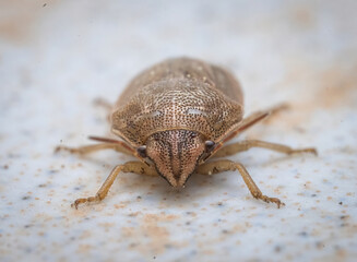 Over the last few months I have been trying out macro photography in which my lens has to be no further than 10 cm away from my subject.
