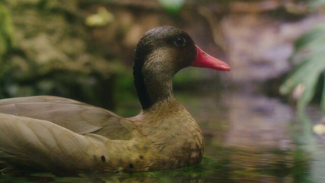 Tropical Duck Resting (60fps Slomo)