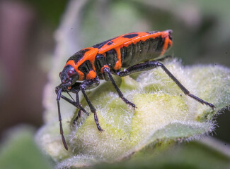 Over the last few months I have been trying out macro photography in which my lens has to be no further than 10 cm away from my subject.
